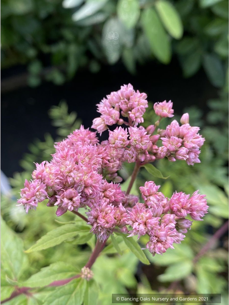 Eupatorium cannabinum 'Flore Pleno', Double-flowered Hemp Agrimony