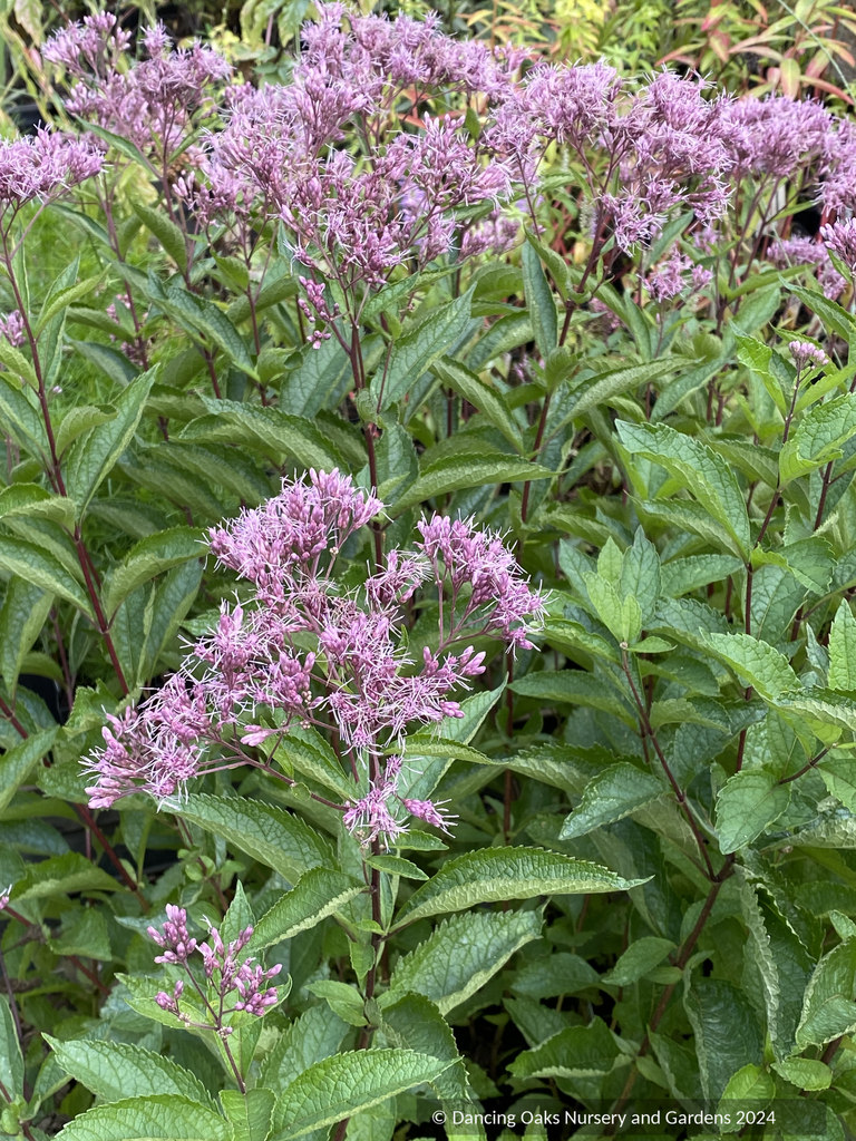 Eupatorium dubium 'Baby Joe', Joe Pye Weed – Dancing Oaks Nursery and  Gardens