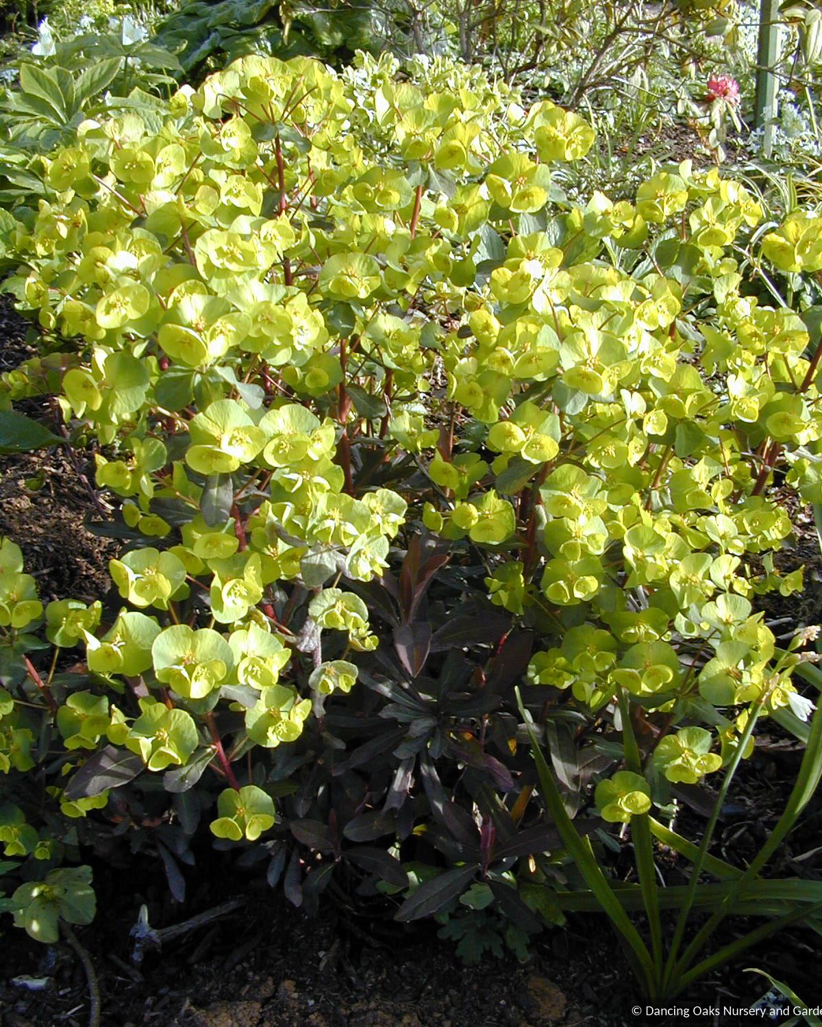 Perennials ~ Euphorbia amygdaloides 'Rubra' (syn. 'Purpurea'), Woodland Spurge Success ~ Dancing Oaks Nursery and Gardens ~ Retail Nursery ~ Mail Order Nursery