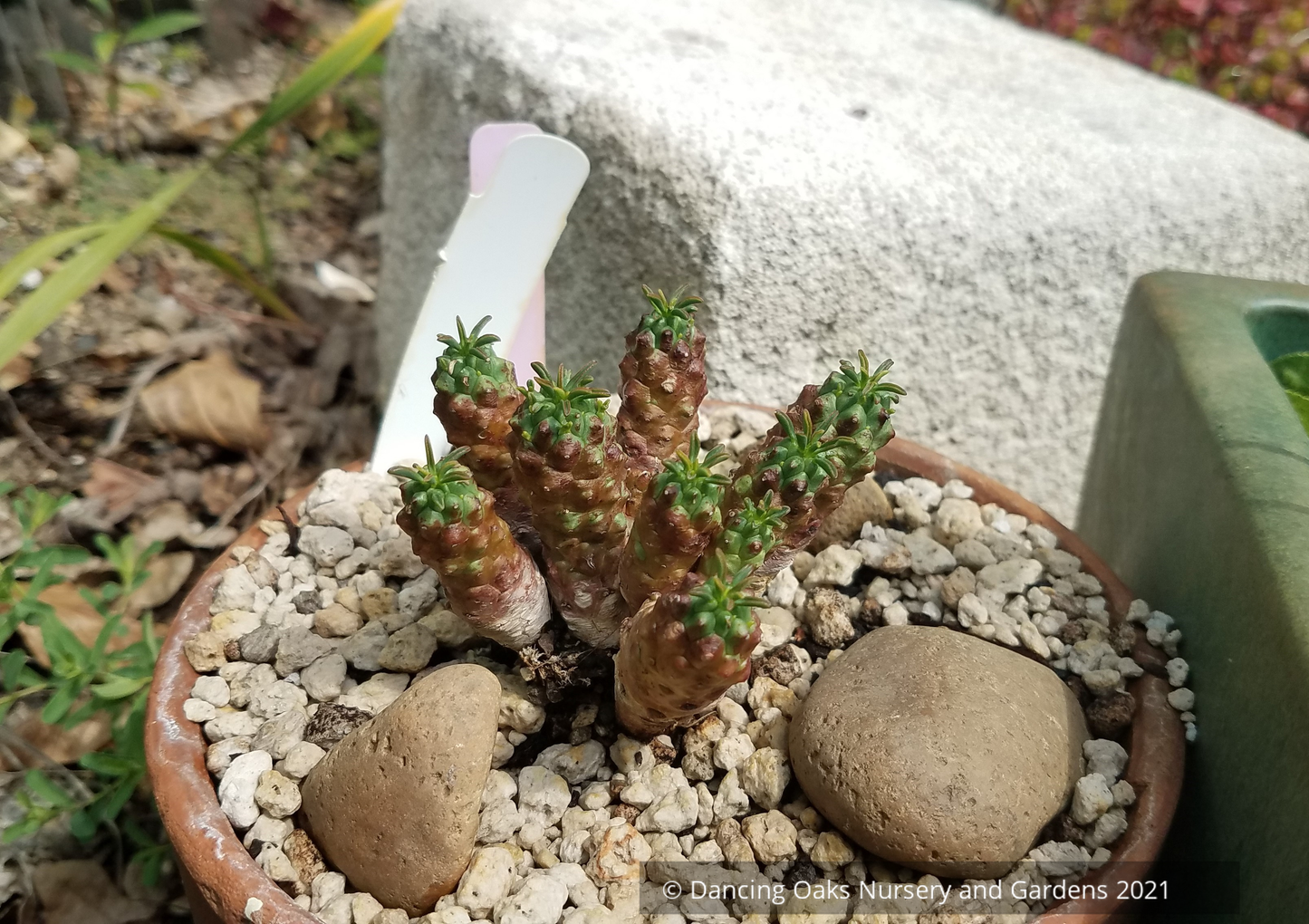 Perennials ~ Euphorbia clavarioides, Lion's Spore ~ Dancing Oaks Nursery and Gardens ~ Retail Nursery ~ Mail Order Nursery