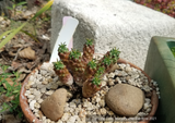 Perennials ~ Euphorbia clavarioides, Lion's Spore ~ Dancing Oaks Nursery and Gardens ~ Retail Nursery ~ Mail Order Nursery