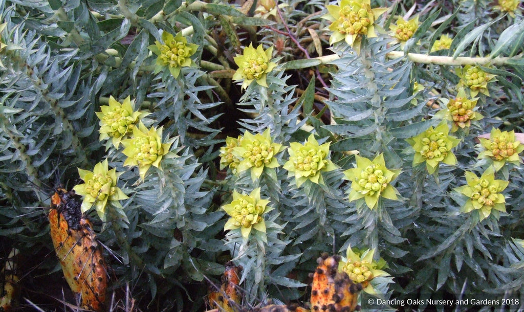 Euphorbia Rigida Gopher Plant Seeds – 15 Perennial Silver Spurge – Zones 7-10, Full Sun