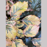 Fagus sylvatica 'Purpurea Tricolor' (syn. 'Roseomarginata'), European Beech