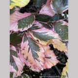 Fagus sylvatica 'Purpurea Tricolor' (syn. 'Roseomarginata'), European Beech