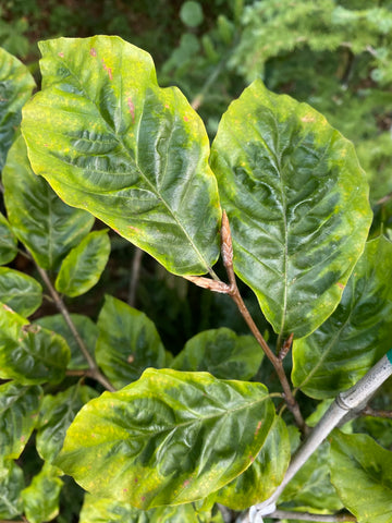 Trees ~ Fagus sylvatica 'Bicolor Sartini', Variegated European Beech ~ Dancing Oaks Nursery and Gardens ~ Retail Nursery ~ Mail Order Nursery
