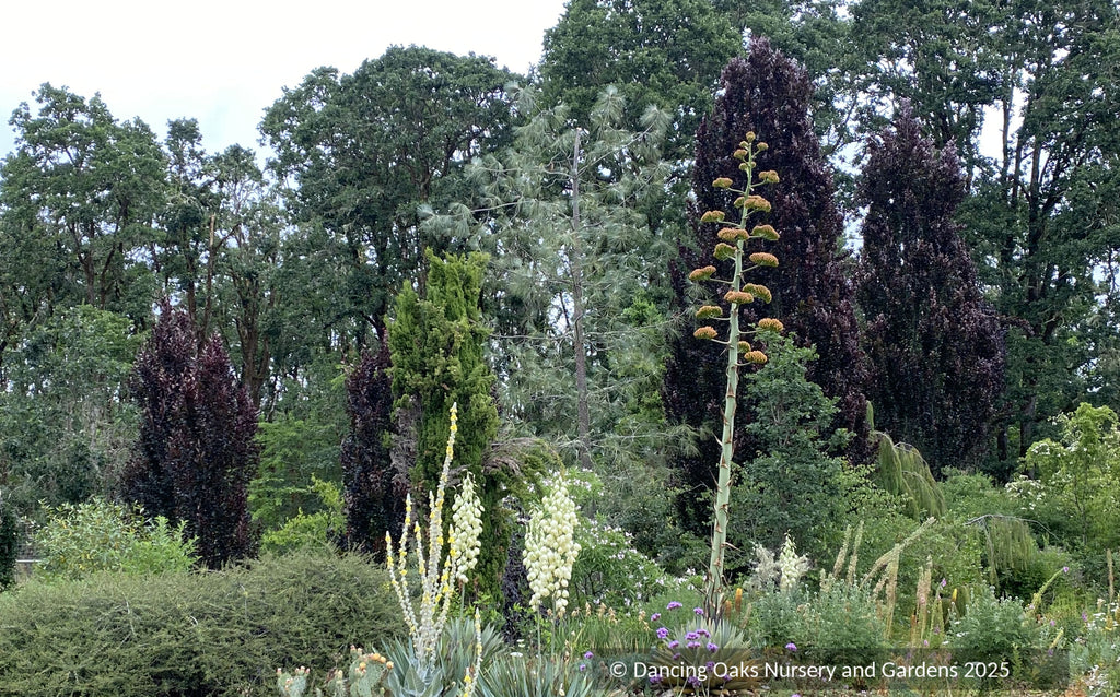 Fagus sylvatica 'Red Obelisk', European Beech – Dancing Oaks Nursery and  Gardens