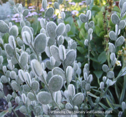 Biennials ~ Fibigia eriocarpa ~ Dancing Oaks Nursery and Gardens ~ Retail Nursery ~ Mail Order Nursery