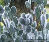 Biennials ~ Fibigia eriocarpa ~ Dancing Oaks Nursery and Gardens ~ Retail Nursery ~ Mail Order Nursery