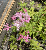 Filipendula glaberrima (Syn. F. yezoensis), Korean or Japanese Meadowsweet