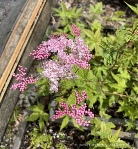 Filipendula glaberrima (Syn. F. yezoensis), Korean or Japanese Meadowsweet