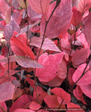 Shrubs ~ Fothergilla gardenii 'Jane Platt', Dwarf Fothergilla ~ Dancing Oaks Nursery and Gardens ~ Retail Nursery ~ Mail Order Nursery