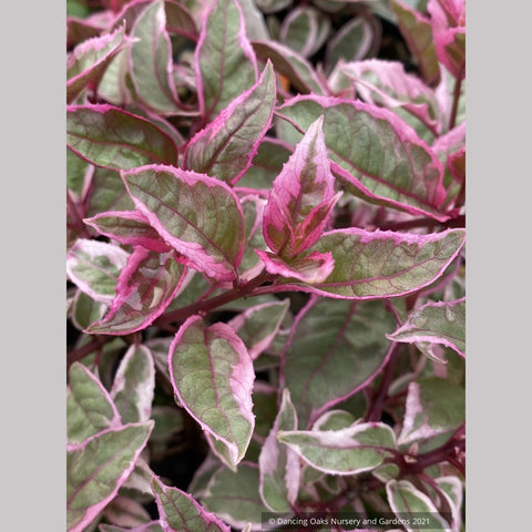 Fuchsia 'Island Sunset', Hardy Fuchsia