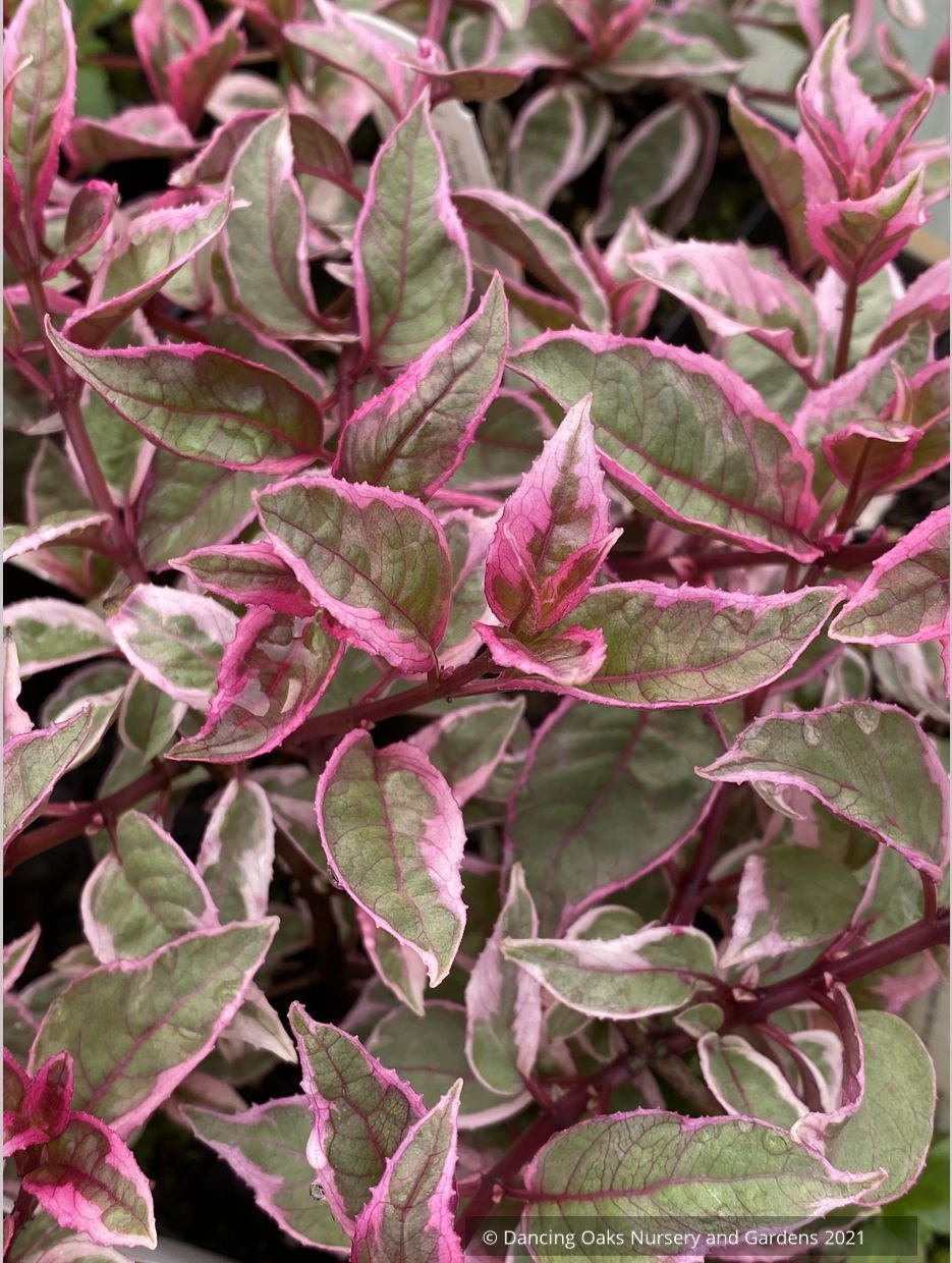 Fuchsia 'Island Sunset', Hardy Fuchsia