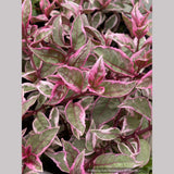 Fuchsia 'Island Sunset', Hardy Fuchsia