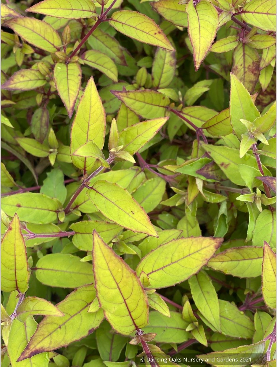 Fuchsia magellanica 'Aurea', Golden-leaved Hardy Fuchsia