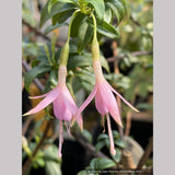 Fuchsia magellanica 'Natales Rose', syn. Fuchsia magellanica 'Alba'