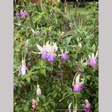 Perennials ~ Fuchsia 'Delta's Sarah', Hardy Fuchsia ~ Dancing Oaks Nursery and Gardens ~ Retail Nursery ~ Mail Order Nursery