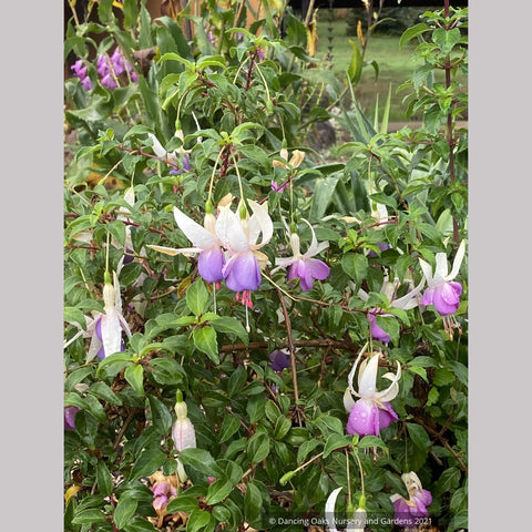 Perennials ~ Fuchsia 'Delta's Sarah', Hardy Fuchsia ~ Dancing Oaks Nursery and Gardens ~ Retail Nursery ~ Mail Order Nursery