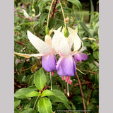 Perennials ~ Fuchsia 'Delta's Sarah', Hardy Fuchsia ~ Dancing Oaks Nursery and Gardens ~ Retail Nursery ~ Mail Order Nursery