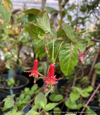 Shrubs ~ Fuchsia ‘Baby Chang’, Hardy Fuchsia ~ Dancing Oaks Nursery and Gardens ~ Retail Nursery ~ Mail Order Nursery