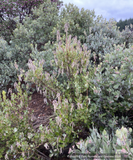 Shrubs ~ Garrya buxifolia, dwarf silktassel ~ Dancing Oaks Nursery and Gardens ~ Retail Nursery ~ Mail Order Nursery