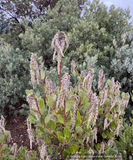 Shrubs ~ Garrya buxifolia, dwarf silktassel ~ Dancing Oaks Nursery and Gardens ~ Retail Nursery ~ Mail Order Nursery