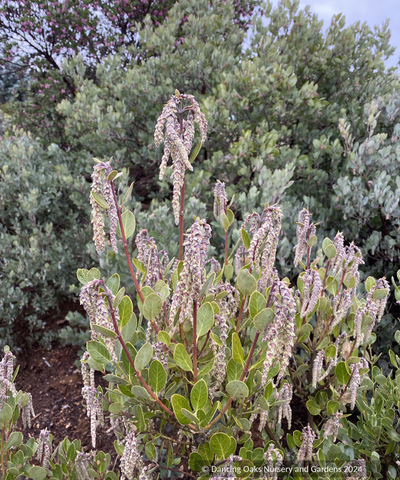 Shrubs ~ Garrya buxifolia, dwarf silktassel ~ Dancing Oaks Nursery and Gardens ~ Retail Nursery ~ Mail Order Nursery