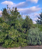 Shrubs ~ Garrya fremontii, Bear Brush or Fremont Silktassel ~ Dancing Oaks Nursery and Gardens ~ Retail Nursery ~ Mail Order Nursery