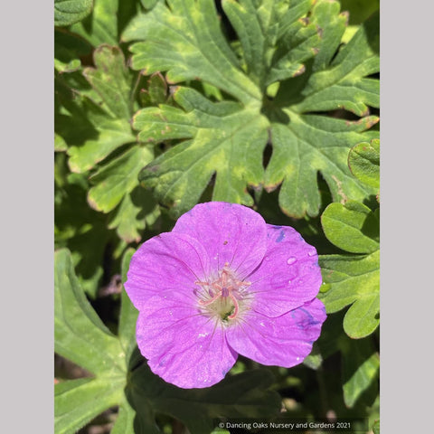 Geranium orientalitibeticum, Tibetan Cranesbill