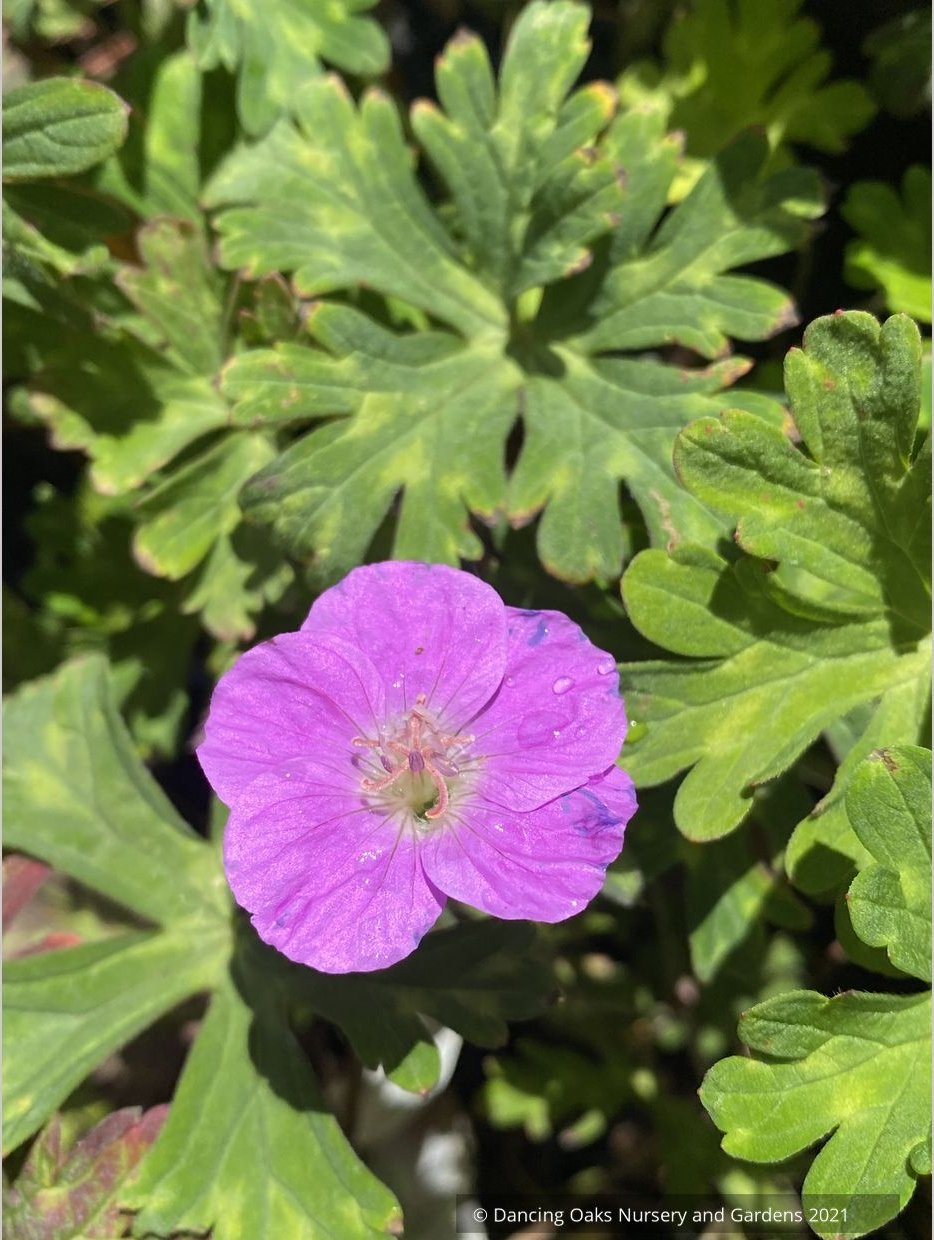 Geranium orientalitibeticum, Tibetan Cranesbill