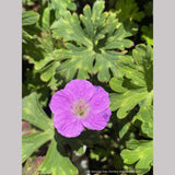 Geranium orientalitibeticum, Tibetan Cranesbill