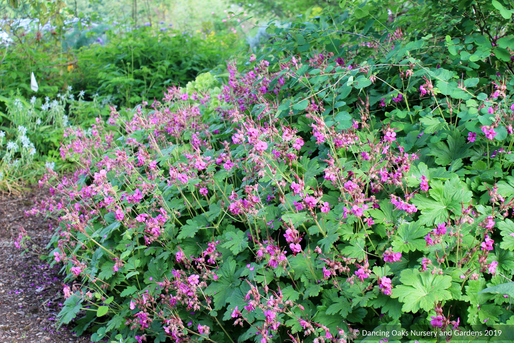geranium macrorrhizum seeds Geranium macrorrhizum 'Czakor', Hardy Geranium
