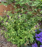Perennials ~ Geranium phaeum 'Shadowlight', Hardy Geranium ~ Dancing Oaks Nursery and Gardens ~ Retail Nursery ~ Mail Order Nursery