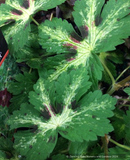 Perennials ~ Geranium phaeum 'Shadowlight', Hardy Geranium ~ Dancing Oaks Nursery and Gardens ~ Retail Nursery ~ Mail Order Nursery