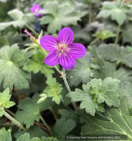 Geranium wlassovianum, Cranesbill