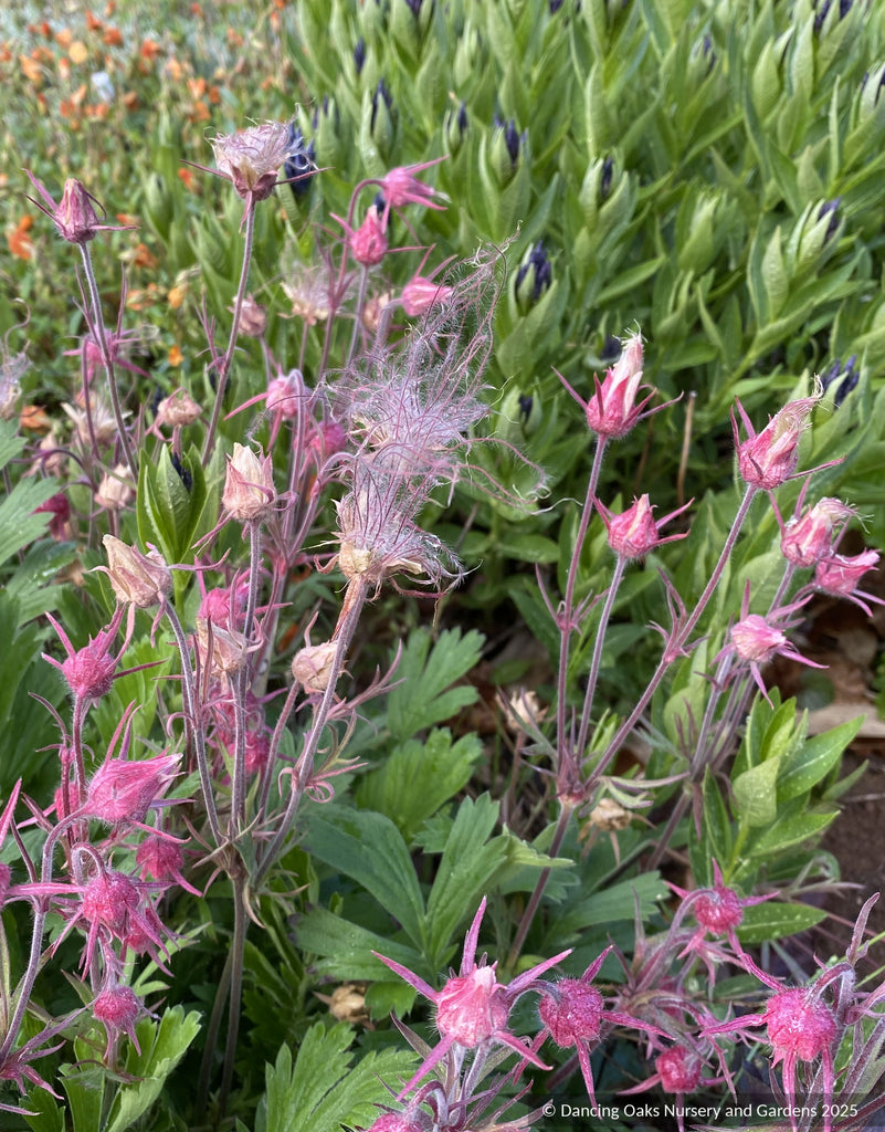 Geum triflorum, Prairie Smoke – Dancing Oaks Nursery and Gardens