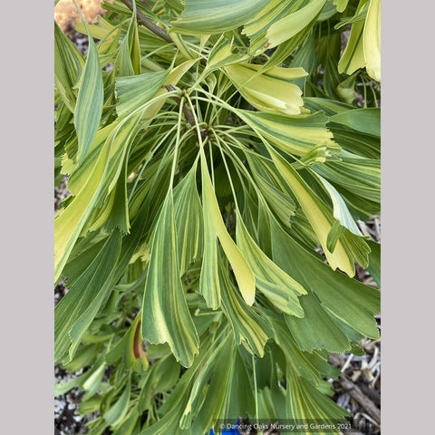 Ginkgo biloba 'California Sunset', Variegated Maidenhair Tree