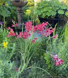 Bulbs & Tubers ~ Gladiolus cardinalis, Hardy Gladiola/Waterfall Lily ~ Dancing Oaks Nursery and Gardens ~ Retail Nursery ~ Mail Order Nursery