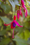 Fuchsia 'Genii', Hardy Fuchsia