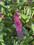 Shrubs ~ Hebe 'Jane Holden', Hebe ~ Dancing Oaks Nursery and Gardens ~ Retail Nursery ~ Mail Order Nursery