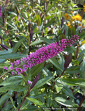 Shrubs ~ Hebe 'Jane Holden', Hebe ~ Dancing Oaks Nursery and Gardens ~ Retail Nursery ~ Mail Order Nursery