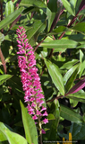 Shrubs ~ Hebe 'Jane Holden', Hebe ~ Dancing Oaks Nursery and Gardens ~ Retail Nursery ~ Mail Order Nursery