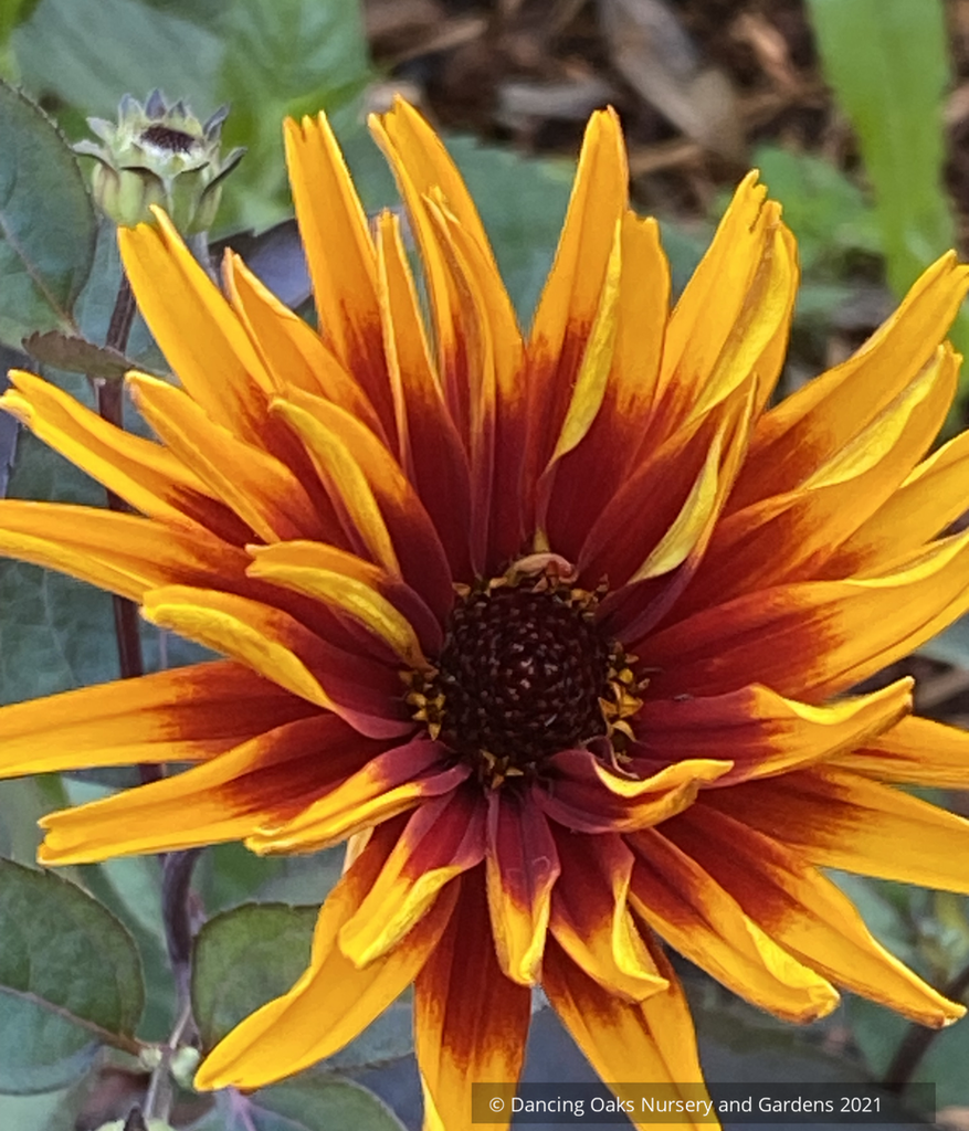spider daisy plant Heliopsis helianthoides 'Yellow Spider', False Sunflower