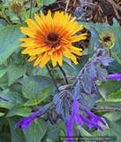 Perennials ~ Heliopsis helianthoides 'Yellow Spider', Oxeye Daisy ~ Dancing Oaks Nursery and Gardens ~ Retail Nursery ~ Mail Order Nursery