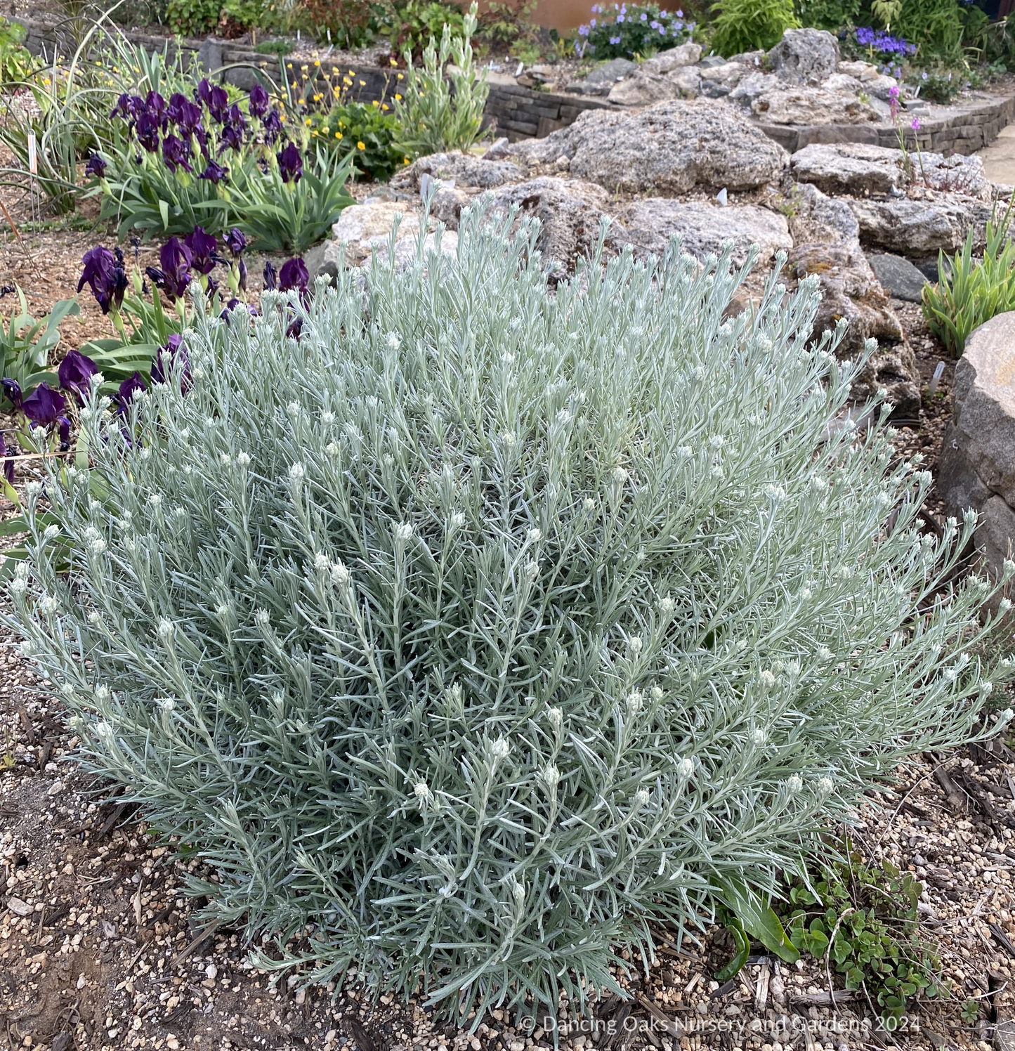Helichrysum italicum 'Miel et Curry', Curry Plant