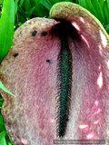 Perennials ~ Helicodiceros muscivorus, Pig Butt Arum ~ Dancing Oaks Nursery and Gardens ~ Retail Nursery ~ Mail Order Nursery