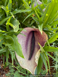 Perennials ~ Helicodiceros muscivorus, Pig Butt Arum ~ Dancing Oaks Nursery and Gardens ~ Retail Nursery ~ Mail Order Nursery