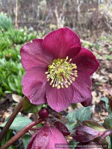 Perennials ~ Helleborus x iburgensis Frostkiss® 'Anna's Red' PP 24720, Lenten Rose, Hellebore ~ Dancing Oaks Nursery and Gardens ~ Retail Nursery ~ Mail Order Nursery