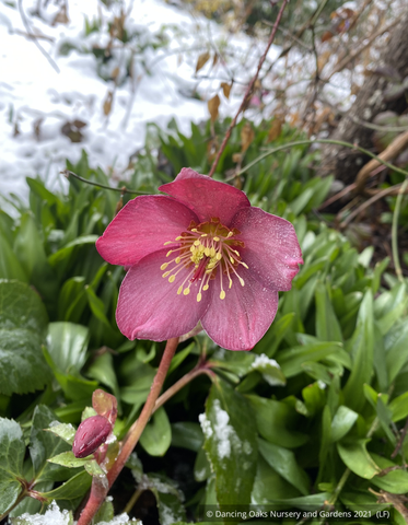 Perennials ~ Helleborus HGC® 'Ice N' Roses Rose', Lenten Rose, Hellebore ~ Dancing Oaks Nursery and Gardens ~ Retail Nursery ~ Mail Order Nursery