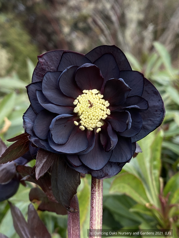 Perennials ~ Helleborus 'Dark and Handsome' Wedding Party™ Series, Lenten Rose, Hellebore ~ Dancing Oaks Nursery and Gardens ~ Retail Nursery ~ Mail Order Nursery